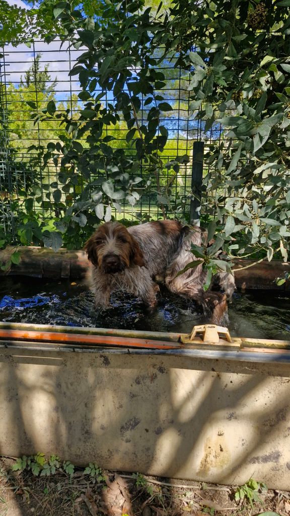 Du Mas Des Onglous - Chiot disponible  - Griffon d'arrêt à poil dur Korthals