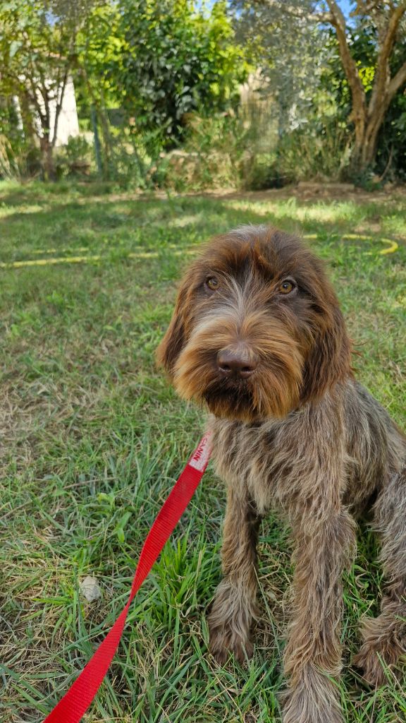 Du Mas Des Onglous - Chiot disponible  - Griffon d'arrêt à poil dur Korthals