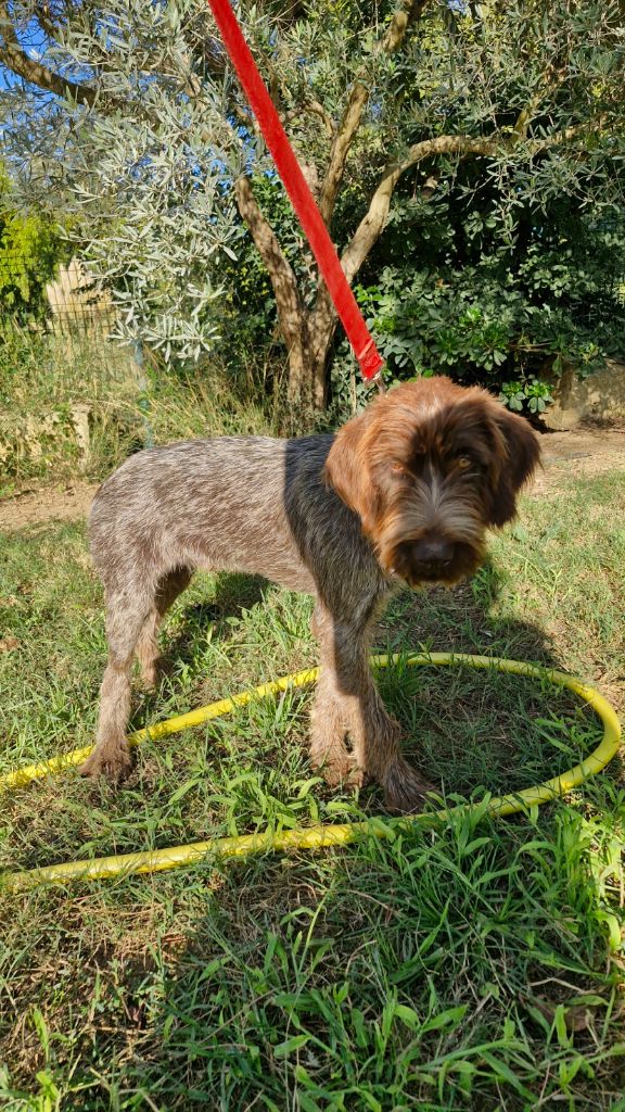 Du Mas Des Onglous - Chiot disponible  - Griffon d'arrêt à poil dur Korthals